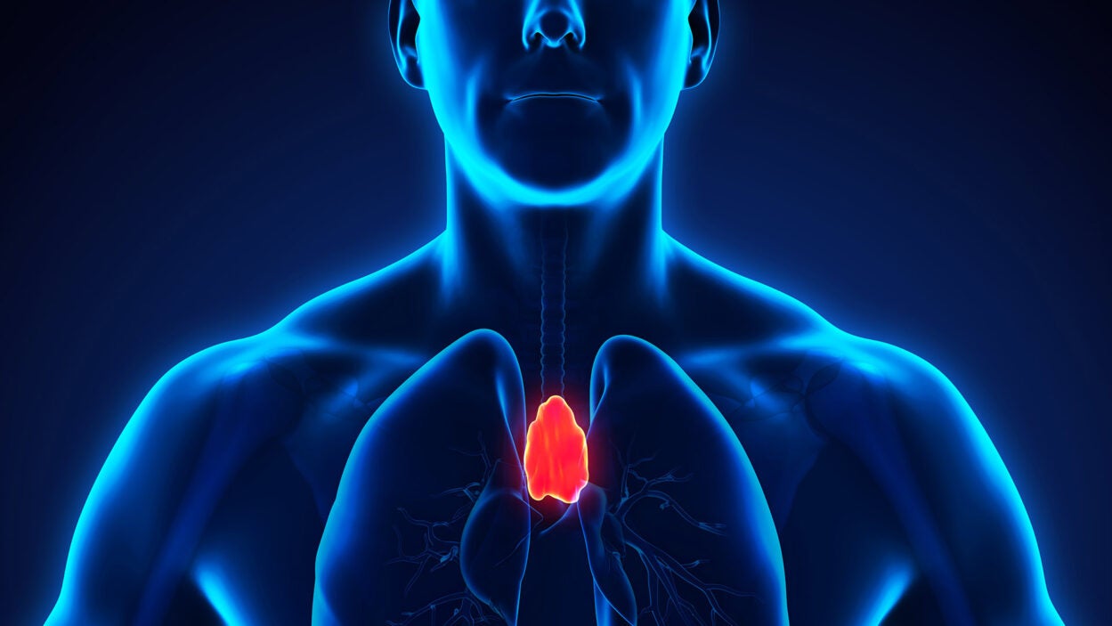 3D render of a Human Thymus