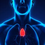 3D render of a Human Thymus