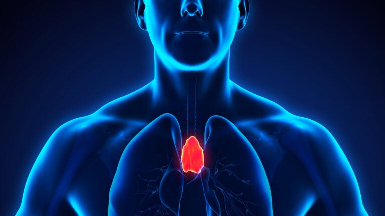 3D render of a human thymus