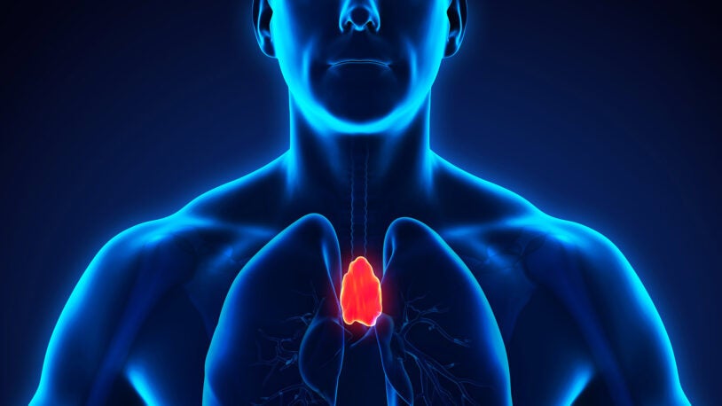 How the thymus trains T cells to fight infections