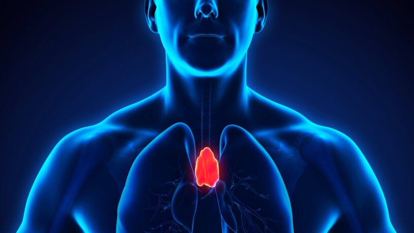 3D render of a Human Thymus