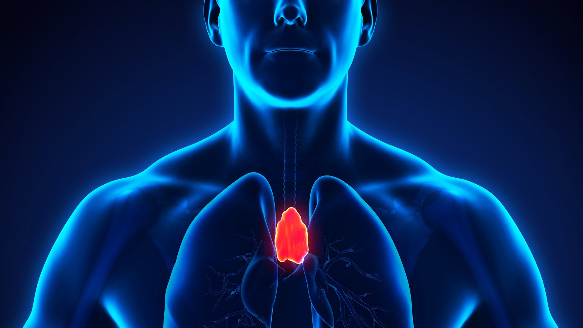 3D render of a Human Thymus