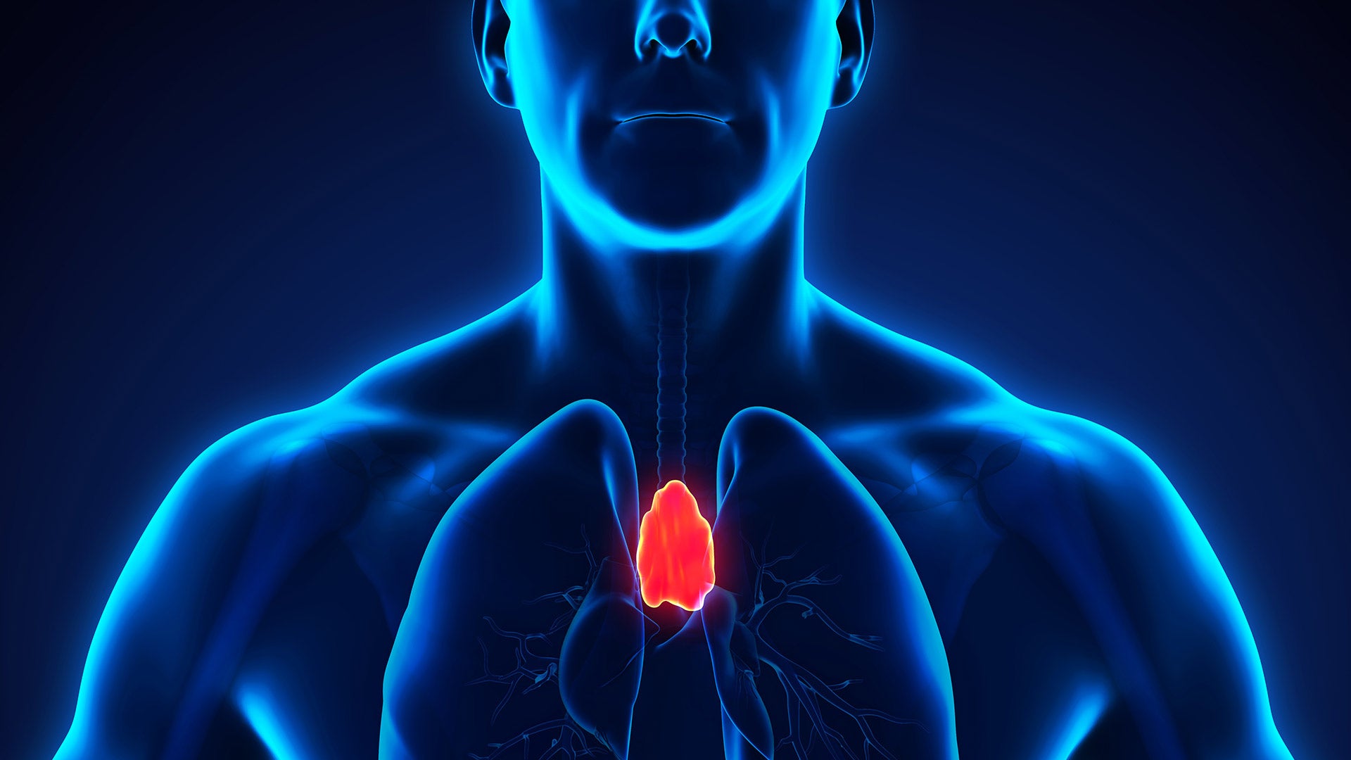 3D render of a Human Thymus