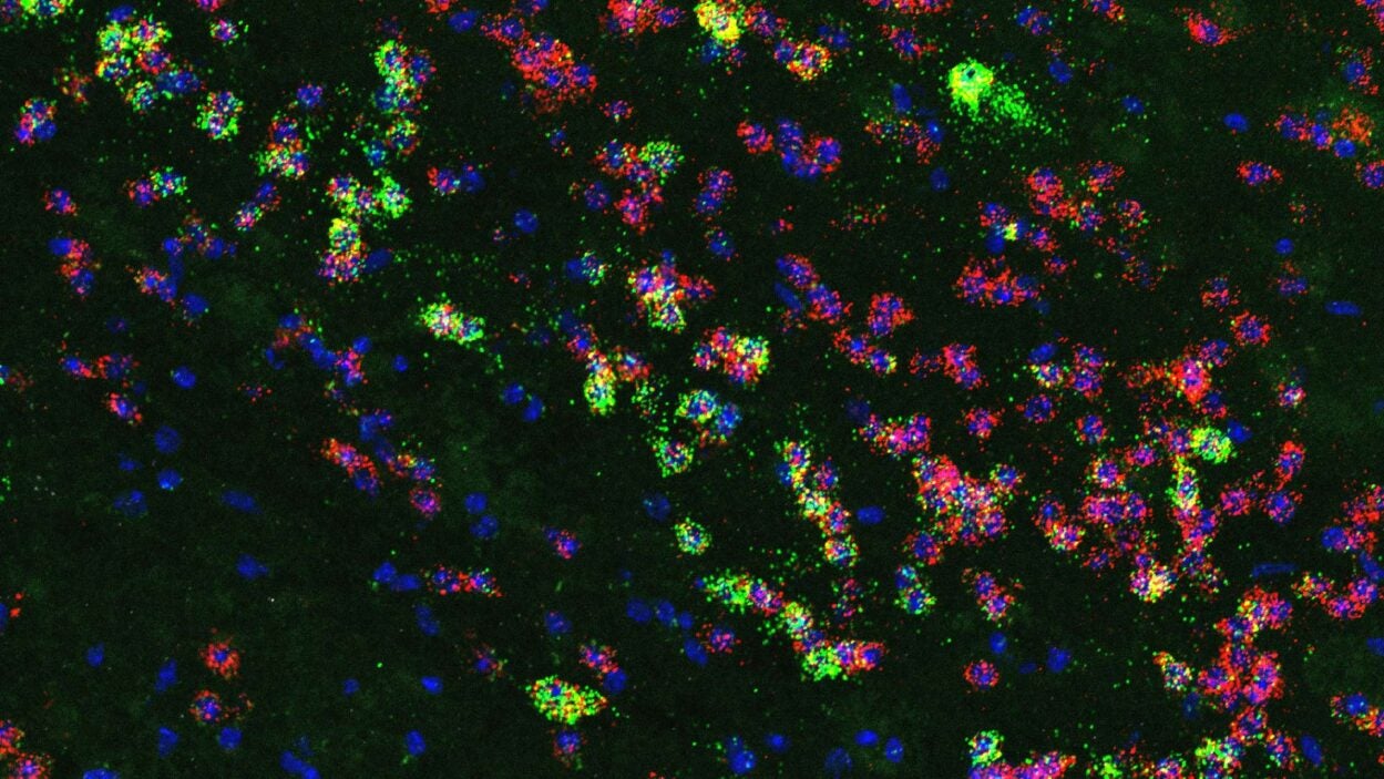 image of a mouse neuron group