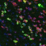 image of a mouse neuron group