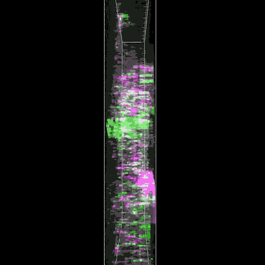 animated gif of cross section of mouse brain tissue