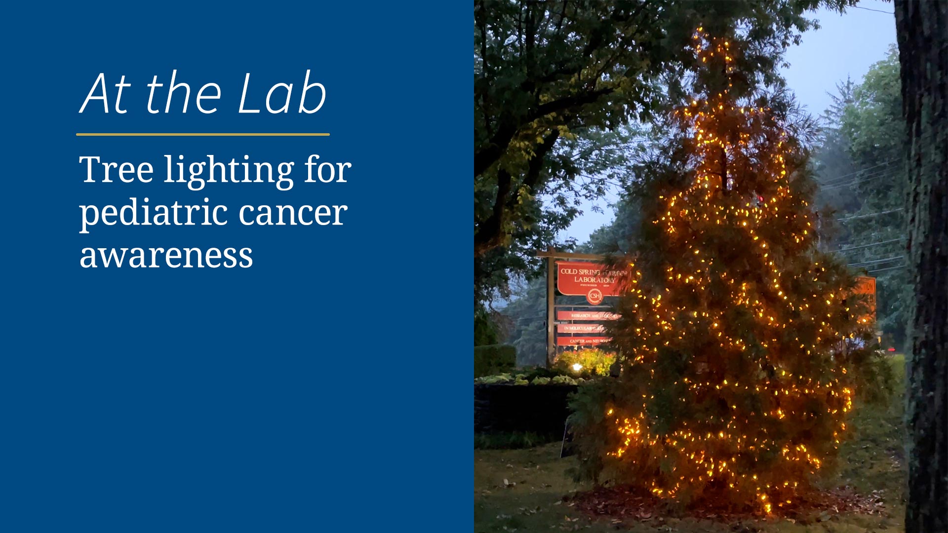 Tree lighting for pediatric cancer awareness Cold Spring Harbor