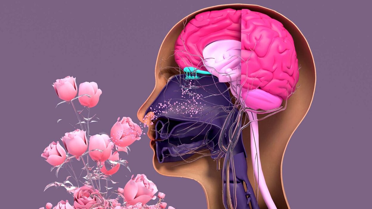 Image of the olfactory system, sensory system used for smell