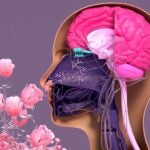 Image of the olfactory system, sensory system used for smell