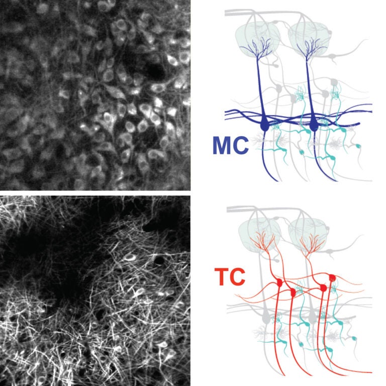 Image of tufted and mitral cells