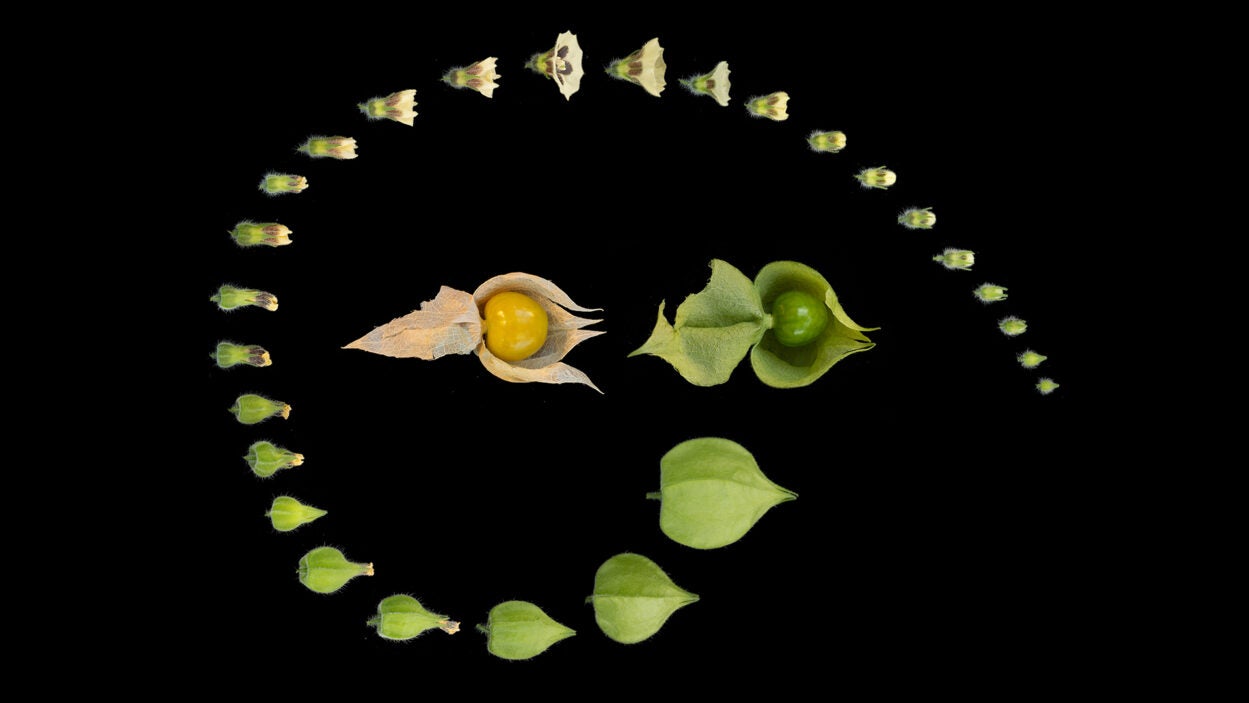 Image of groundcherry inflated calyx