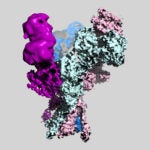 3d model of a NMDA brain receptor