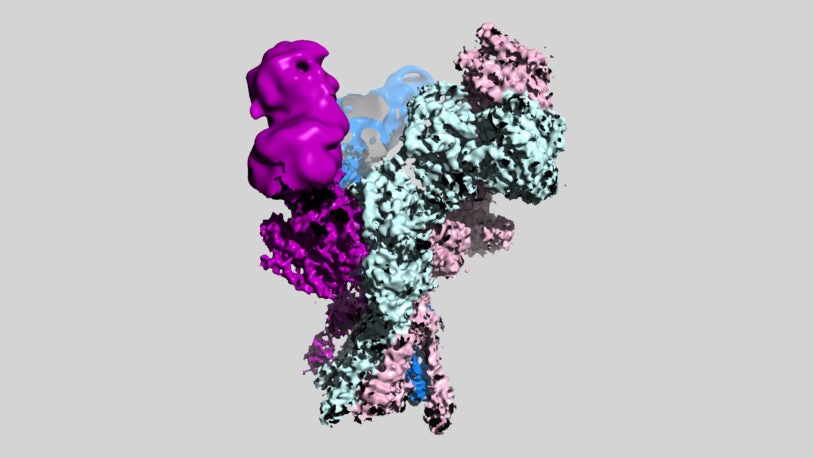 3d model of a NMDA brain receptor