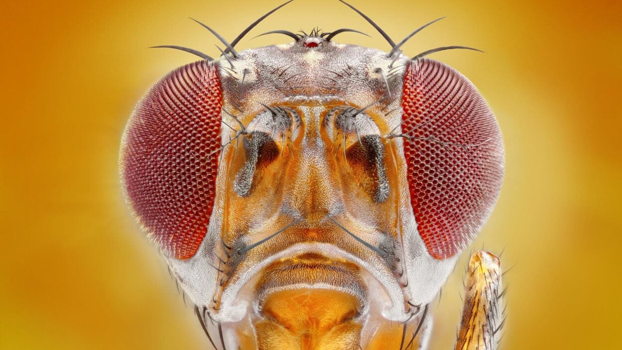 Image of a fruit fly head