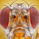 Image of a fruit fly head