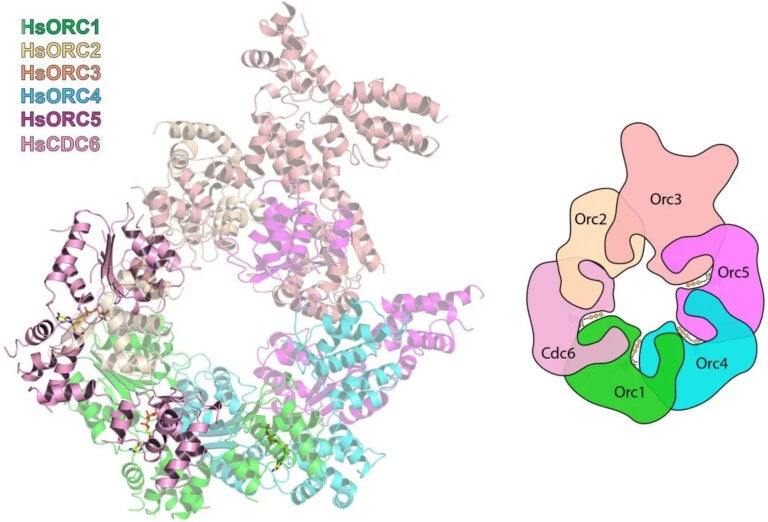 Image of proteins known as Origin Recognition Complex