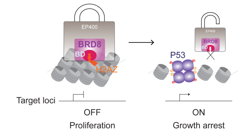 Illustration of BRD8 and P53 proteins