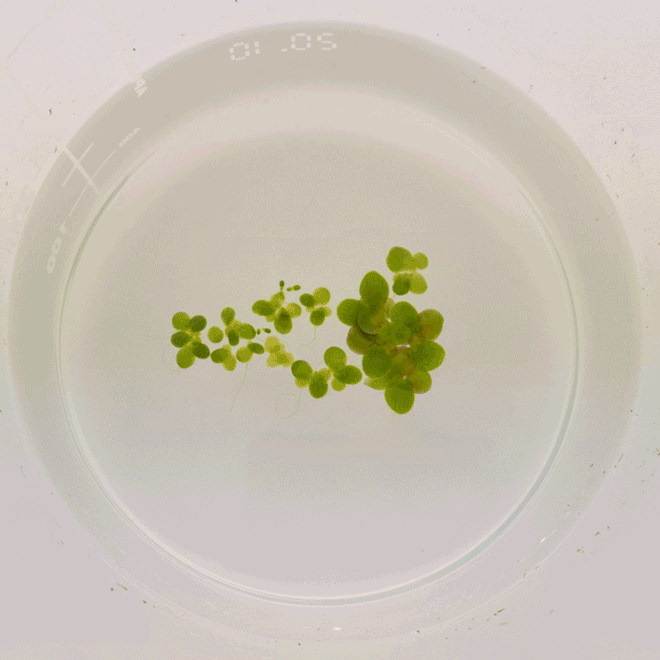 Animated GIF of a timelapse of duckweed growth