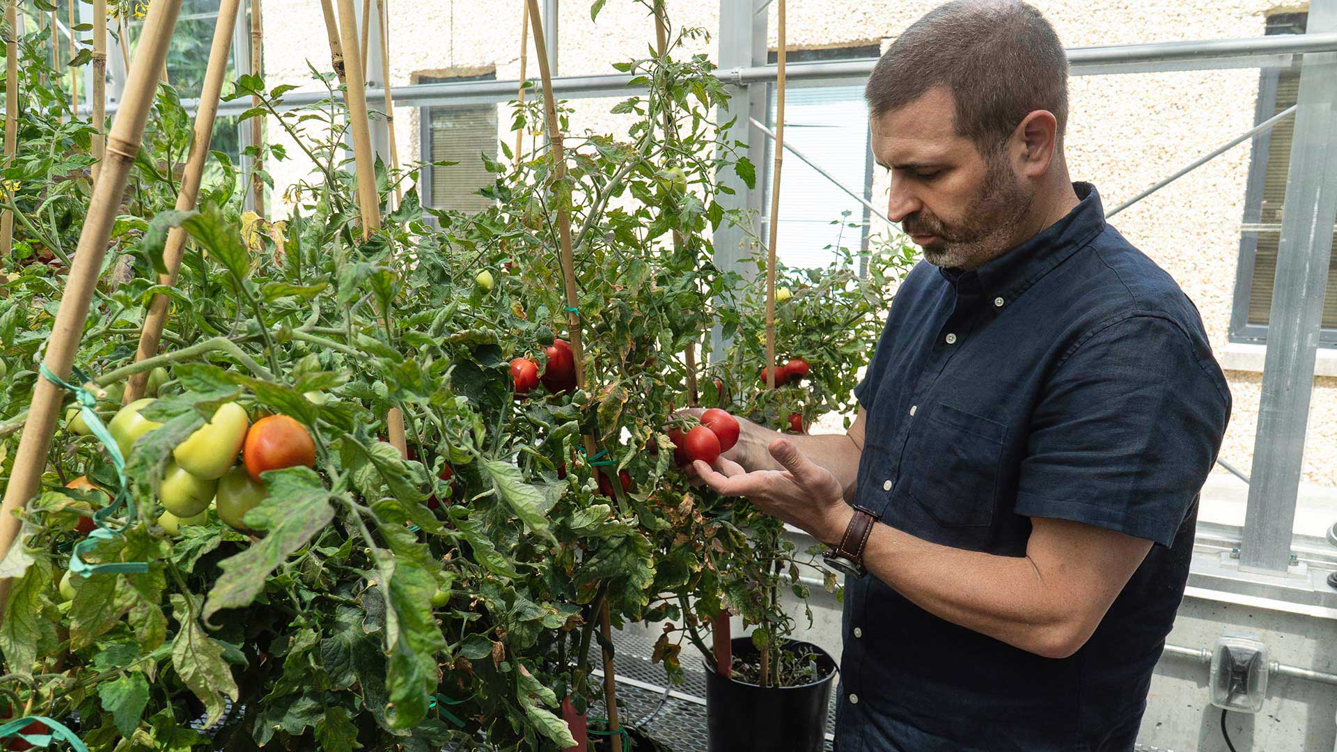 Photo of Lippman inspecting tomato plants