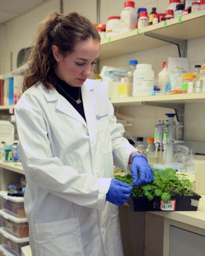 Photo of Sophia Zebell inspecting growing plants