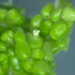 Image of high-yield oil-producing duckweed