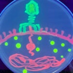 photo of Agar art