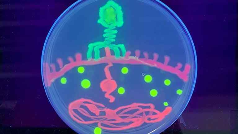 photo of Agar art