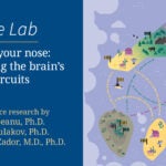 Image of At the Lab - Follow your nose: Tracking the brain's smell circuits