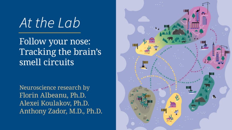 Follow your nose: Tracking the brain’s smell circuits