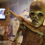 image of Otzi at DNALC