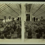 1920s photograph of scientists in a greenhouse
