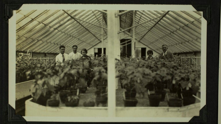 1920s photograph of scientists in a greenhouse