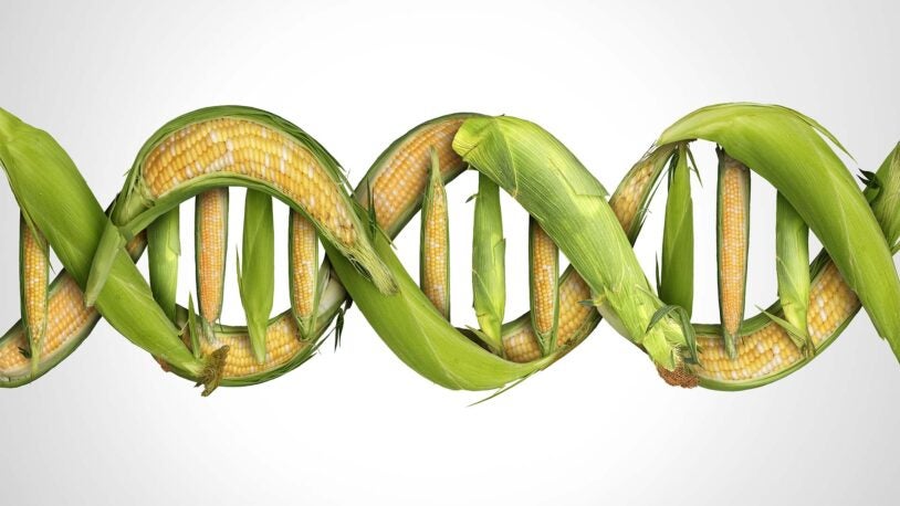 image of corn ears as a DNA strand