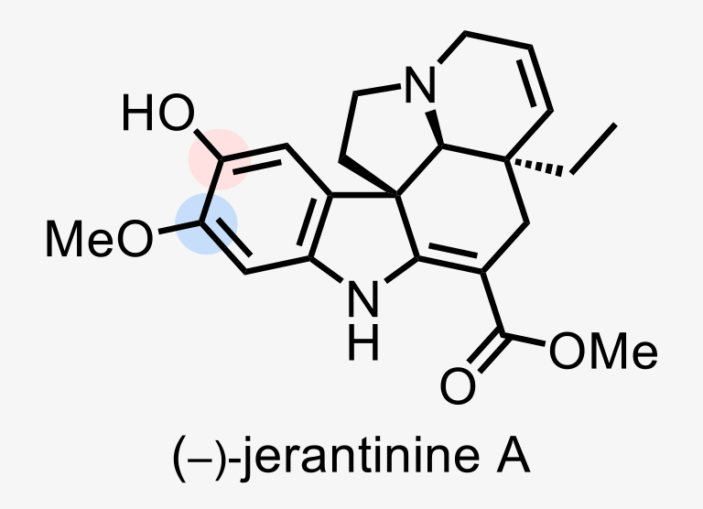 Illustration of jerantinine A chemical structure
