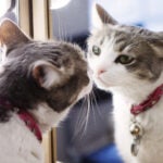 Photo of a cat looking at reflection in mirror