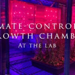 Image of climate-controlled growth chamber at the lab