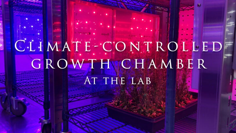 Image of climate-controlled growth chamber at the lab