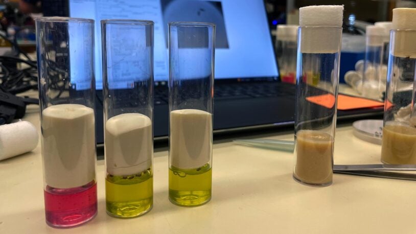 photo of fruit flies with various chemical reagents