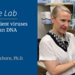 Ancient viruses in human DNA