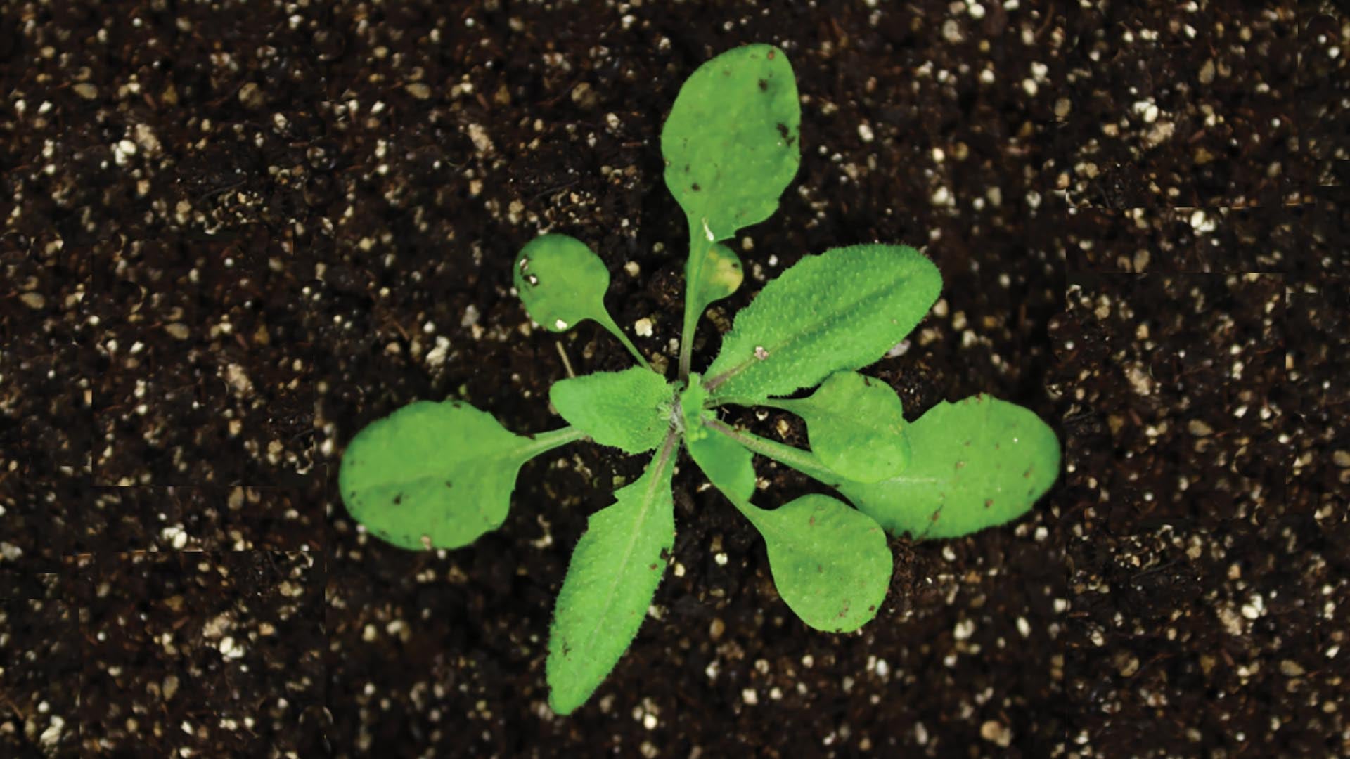 Photo of Arabidopsis thaliana plant