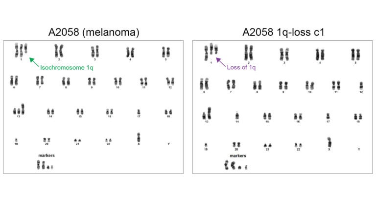 Image of genome editing in cancer cells