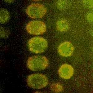 Image of DDM1 cell division