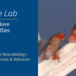 image of the video slide for Fruit fly courtship