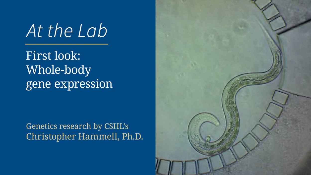 image of the video slide for First look whole-body gene expression