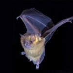 image of a Artibeus jamaicensis bat in flight