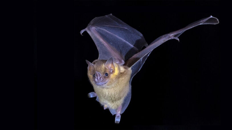 McCombieBats_jamaicensis