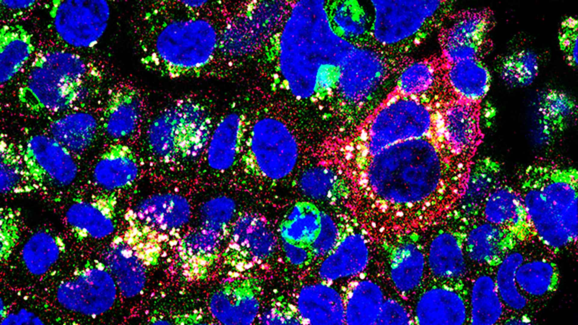 Image of monoclonal antibody RD-43