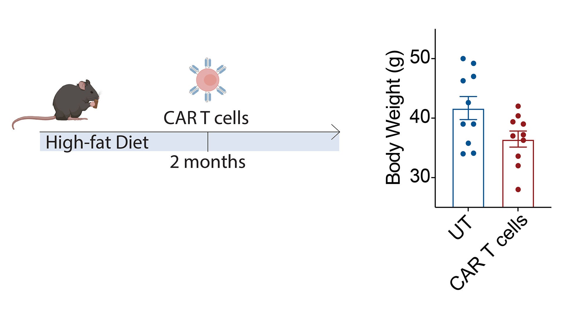 Illustration of mice treated with CAR T cells