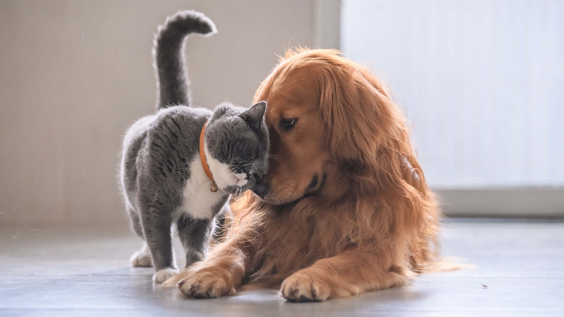 Photo of a British short hair cat and a golden retriever