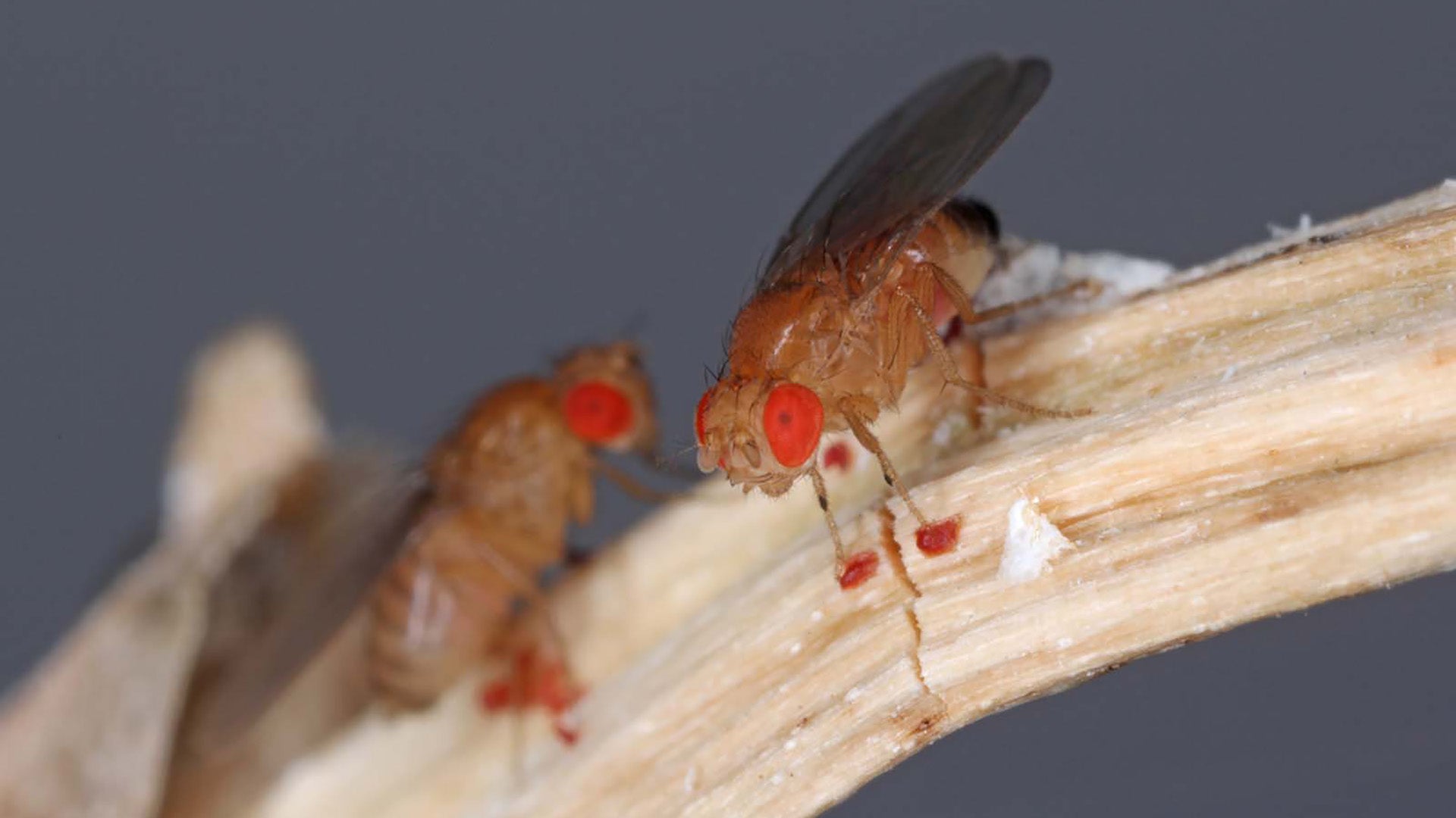 Photo of fruit flies